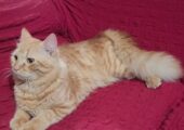 Persian Ginger, male and female available. Age- 9 months,