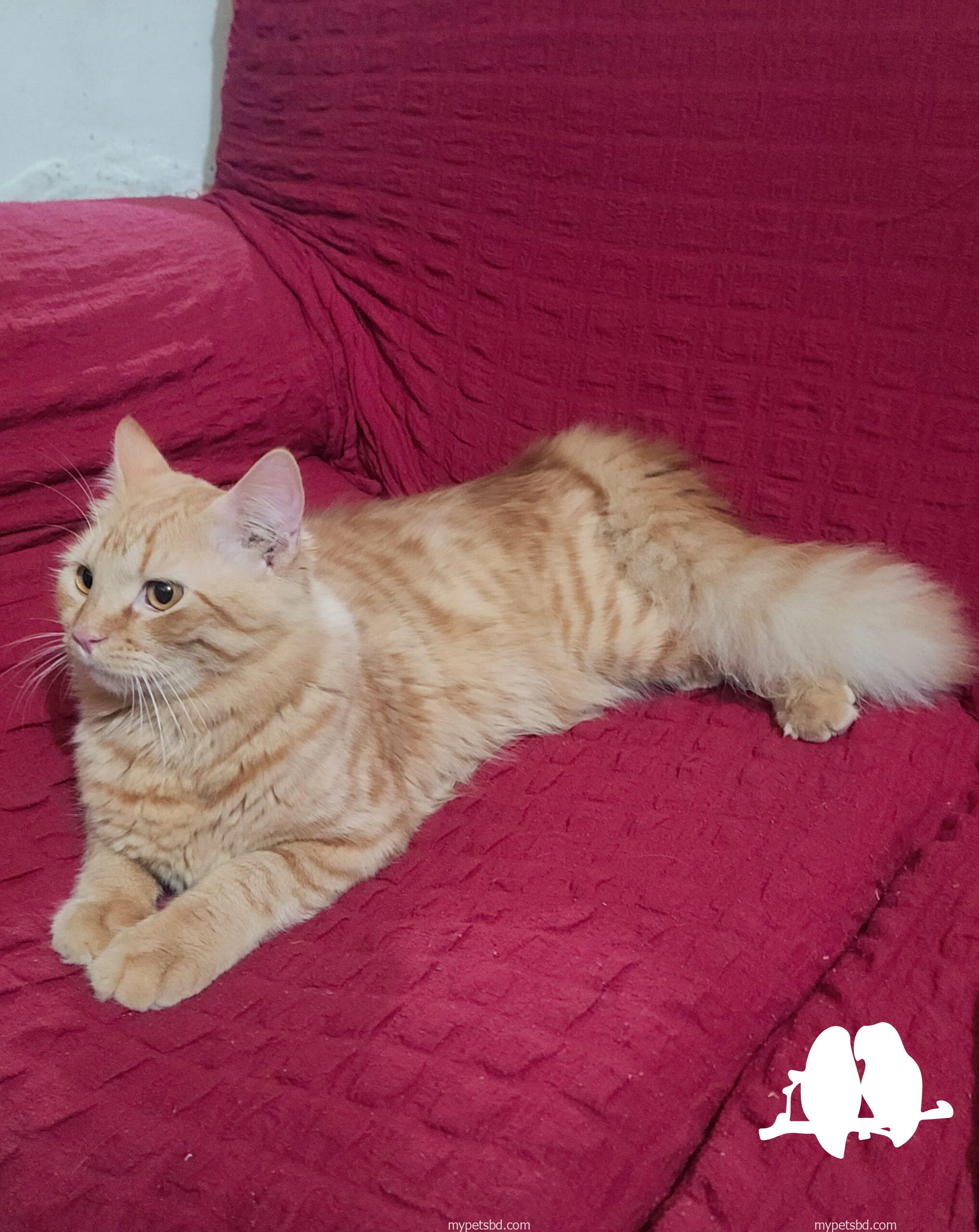 Persian Ginger, male and female available. Age- 9 months,