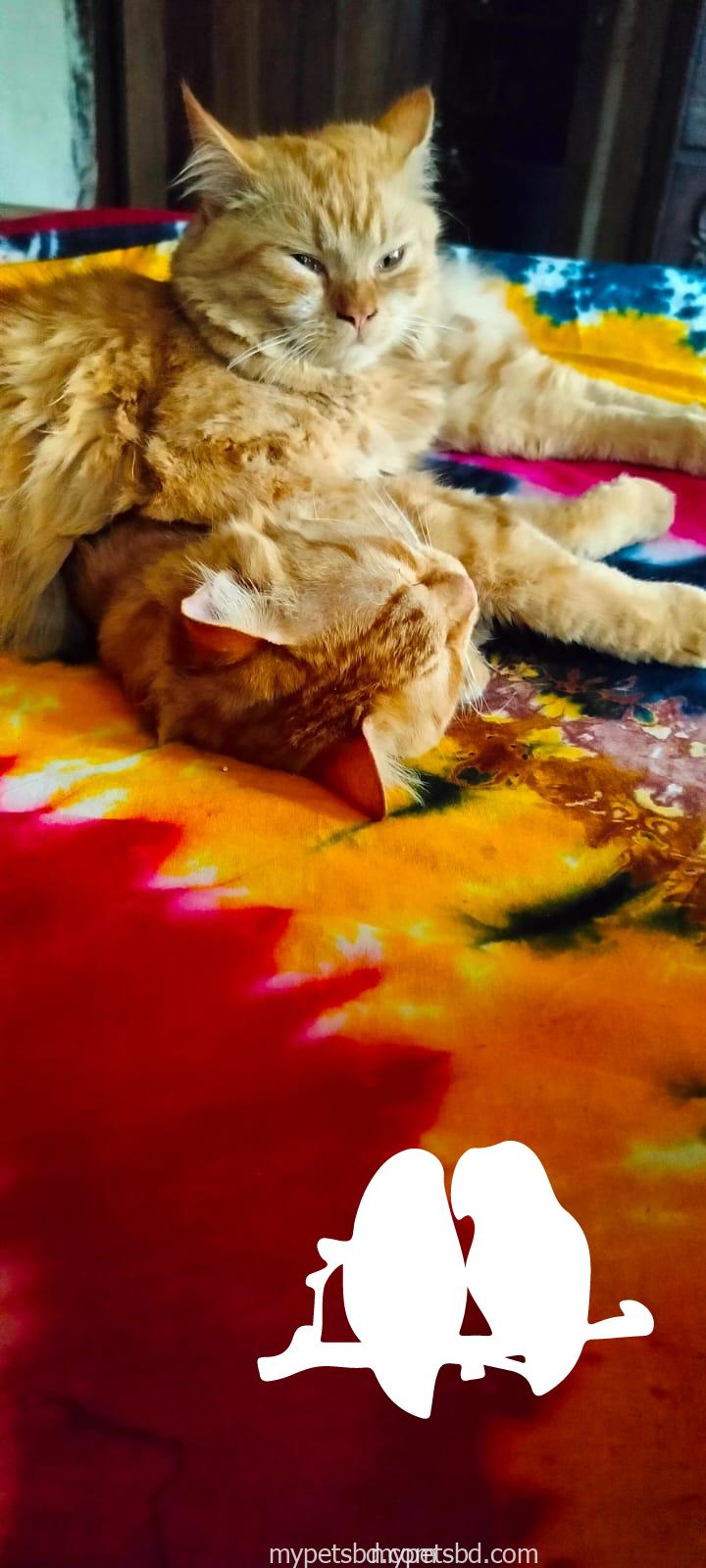 Persian Ginger, male and female available. Age- 9 months,