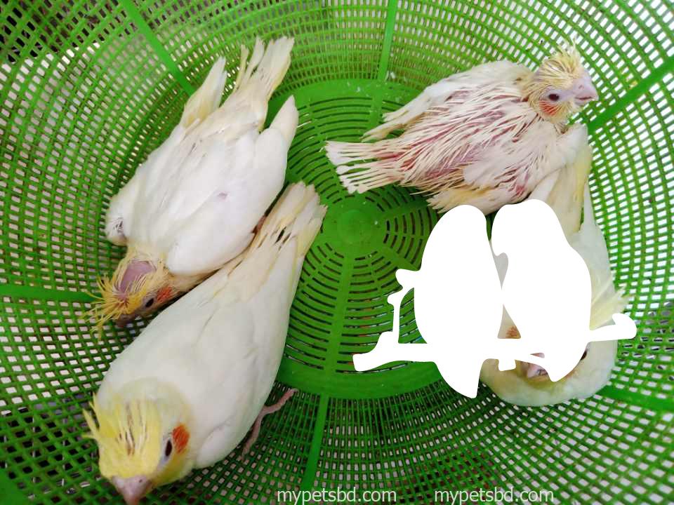 Baby Lutino Cockatiel for Sale