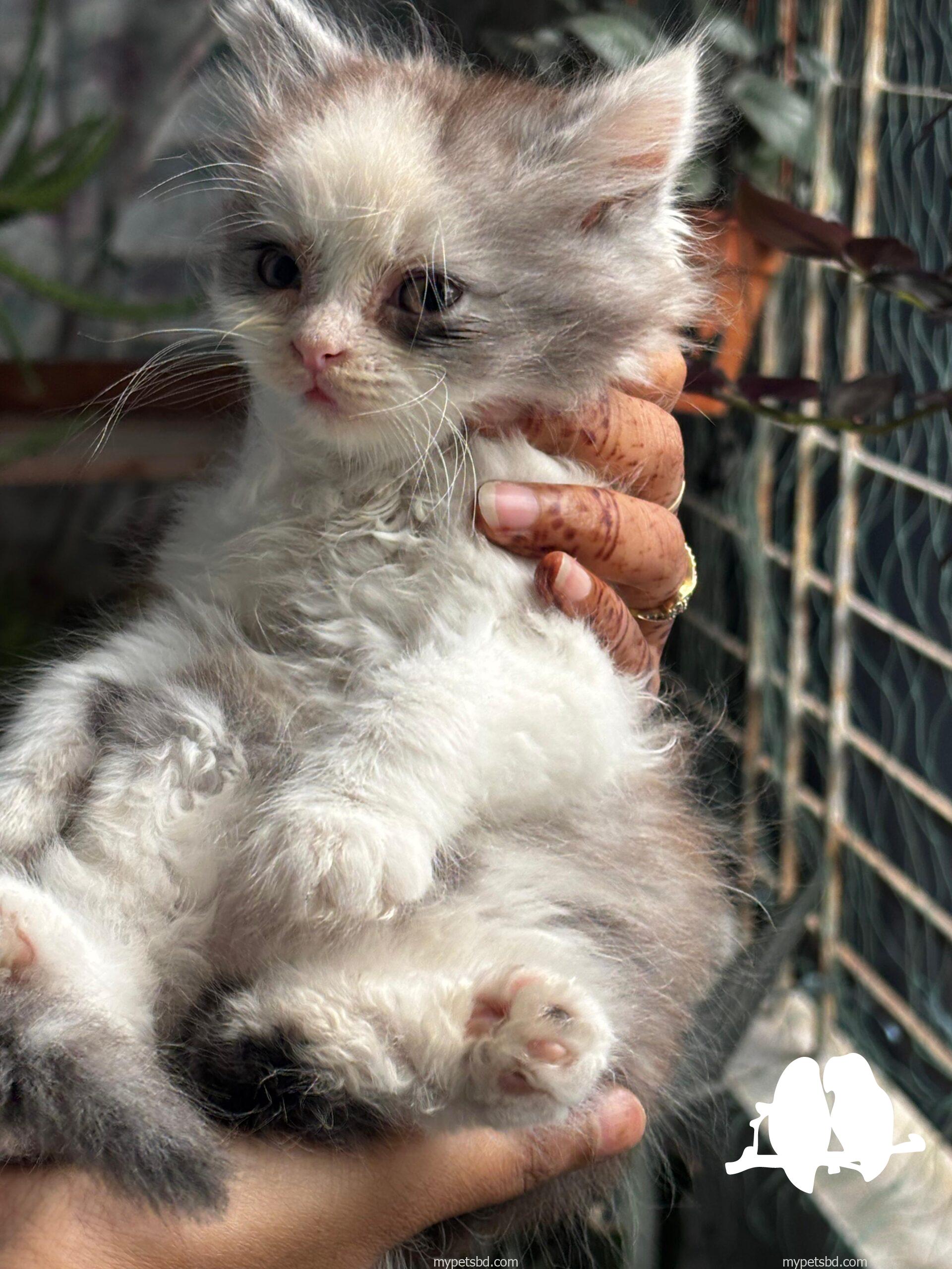 Calico,female
