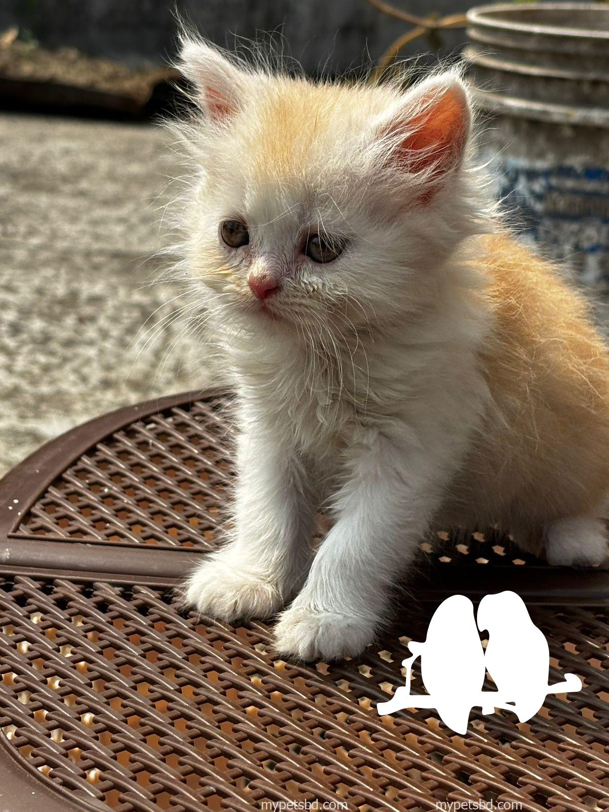 Female, orange cat
