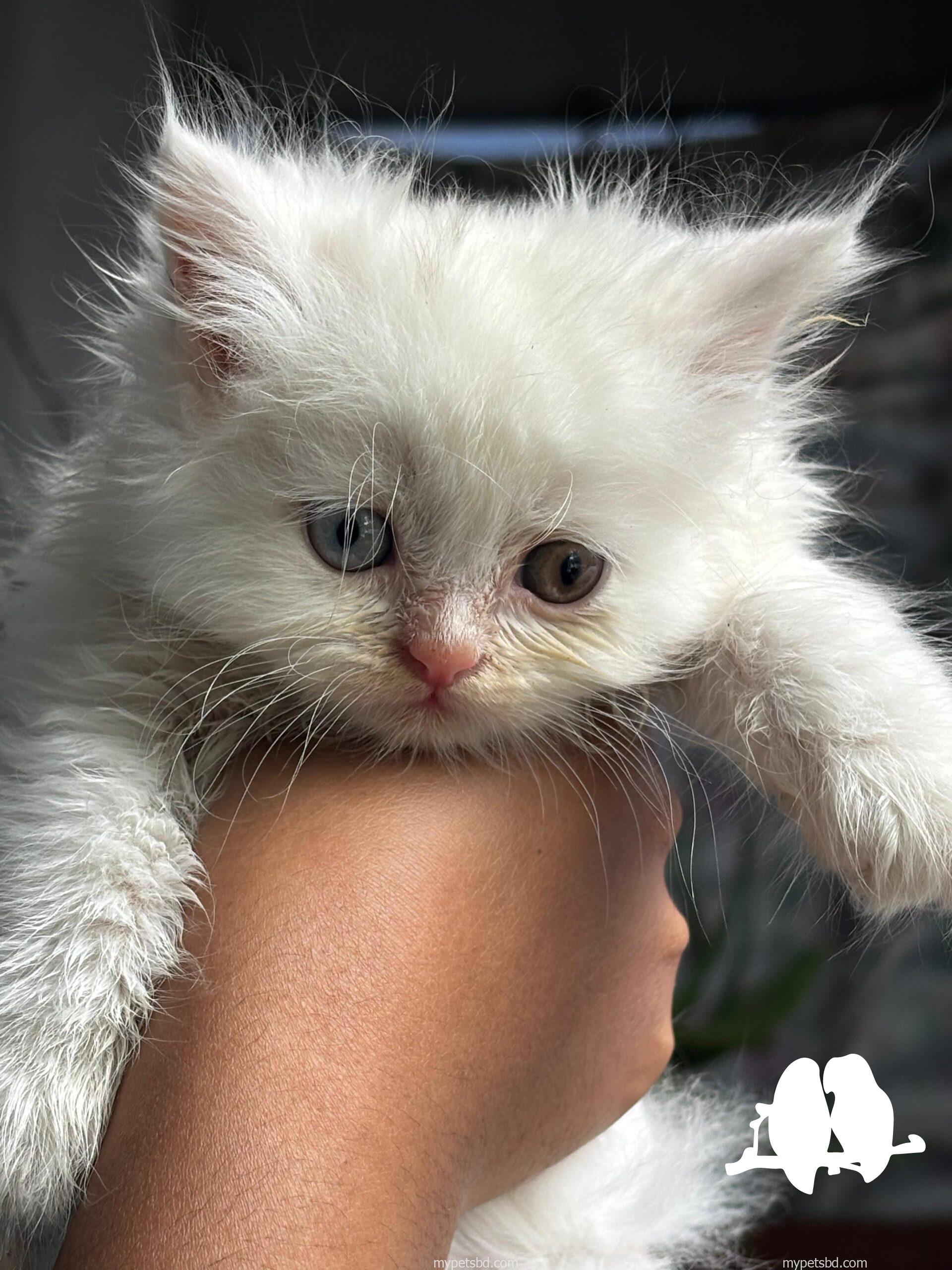 Odd eye,full white;2 month old