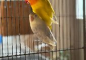 🔥 Premium Breeding Pair For Sale 🔥