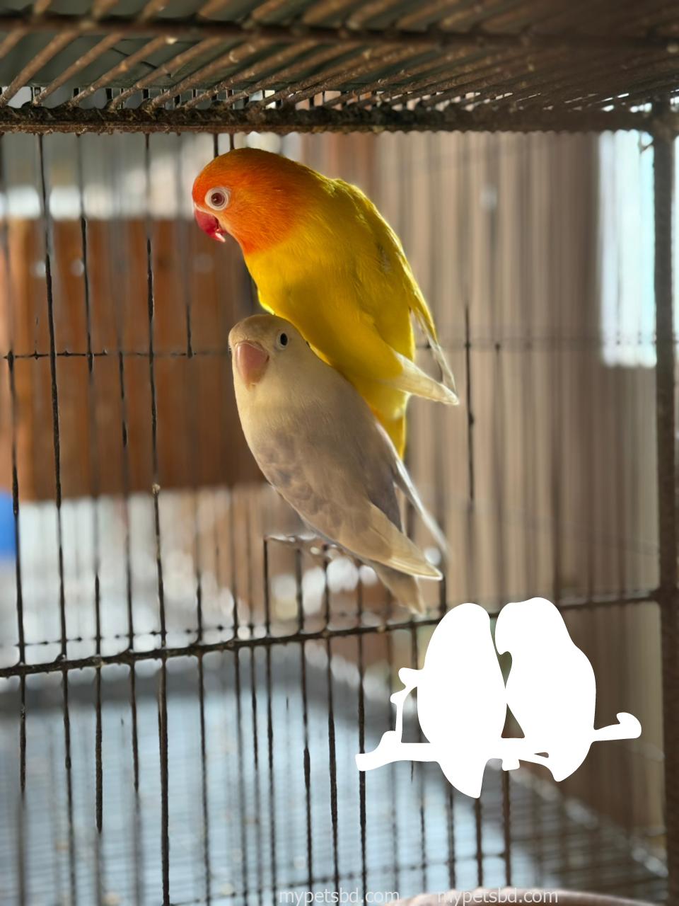 🔥 Premium Breeding Pair For Sale 🔥