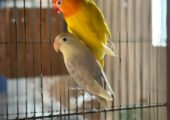 🔥 Premium Breeding Pair For Sale 🔥