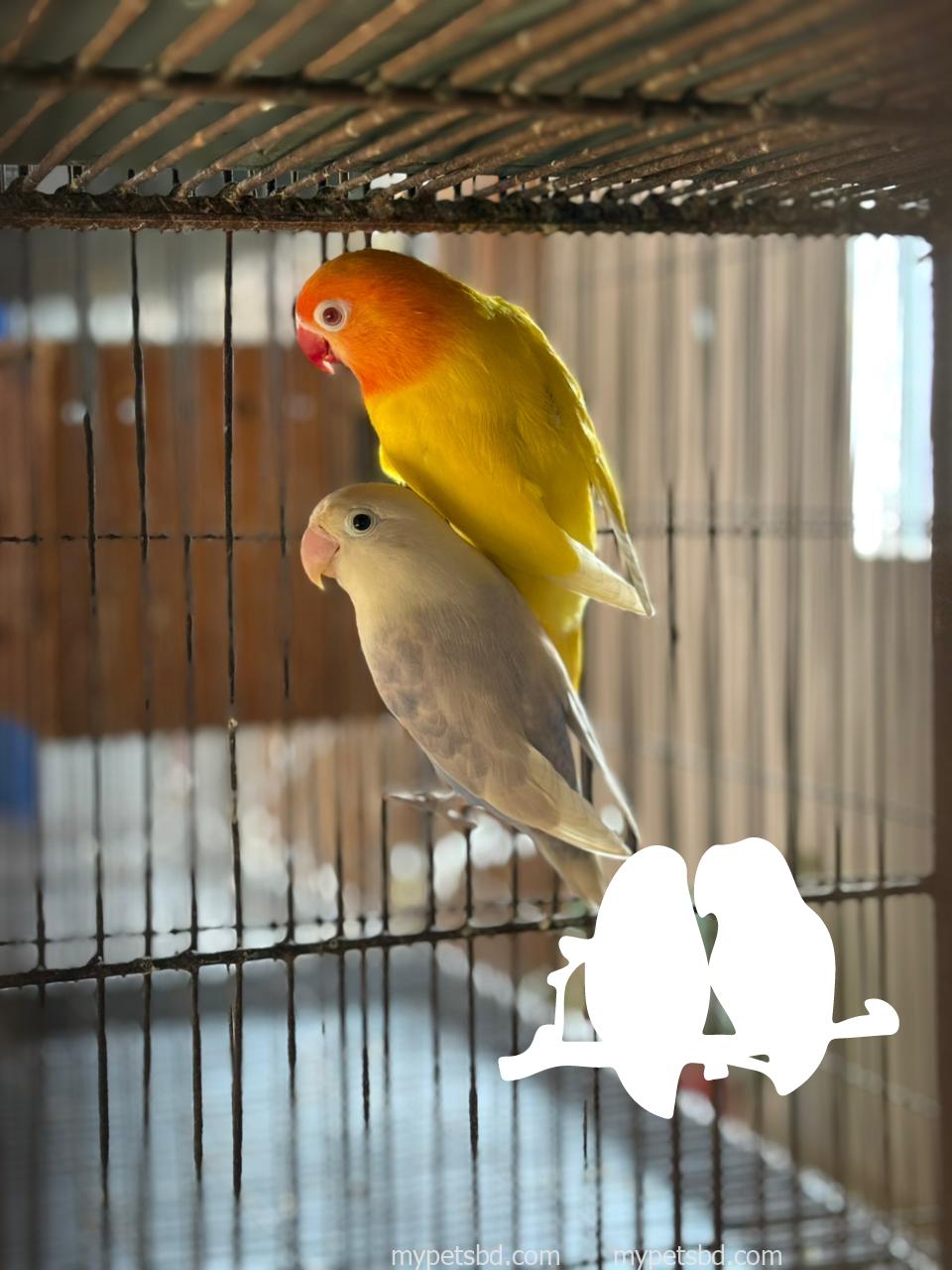 🔥 Premium Breeding Pair For Sale 🔥