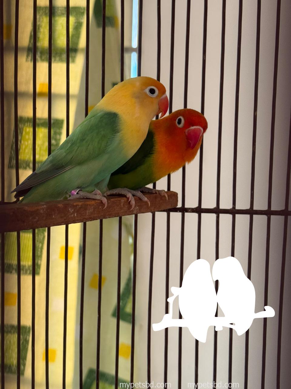 🔥 Premium Lovebird Breeding Pair For Sale 🔥