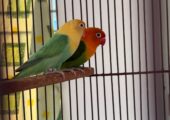 🔥 Premium Lovebird Breeding Pair For Sale 🔥