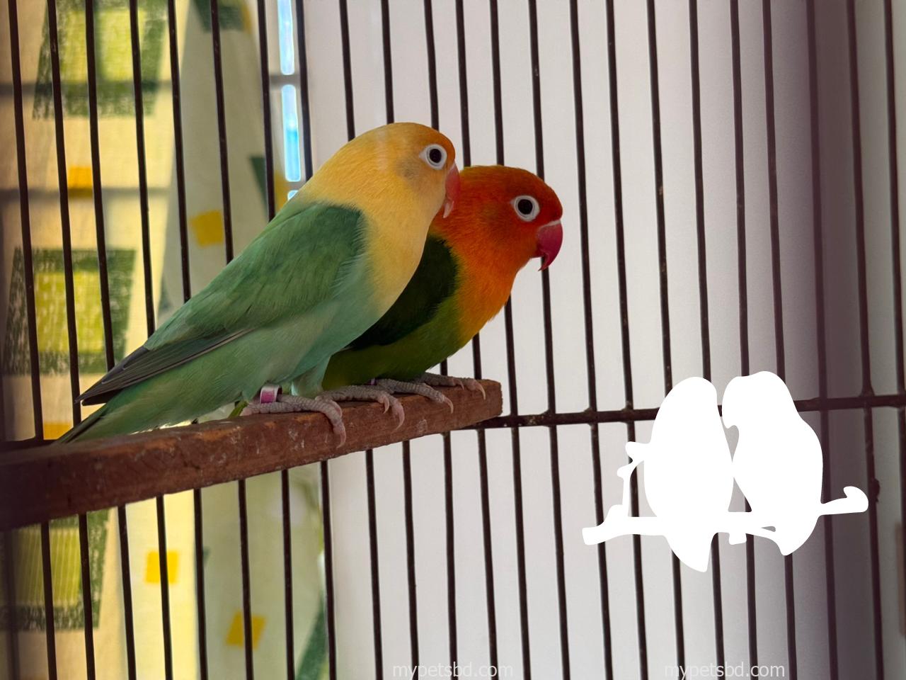 🔥 Premium Lovebird Breeding Pair For Sale 🔥
