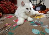 Persian cat