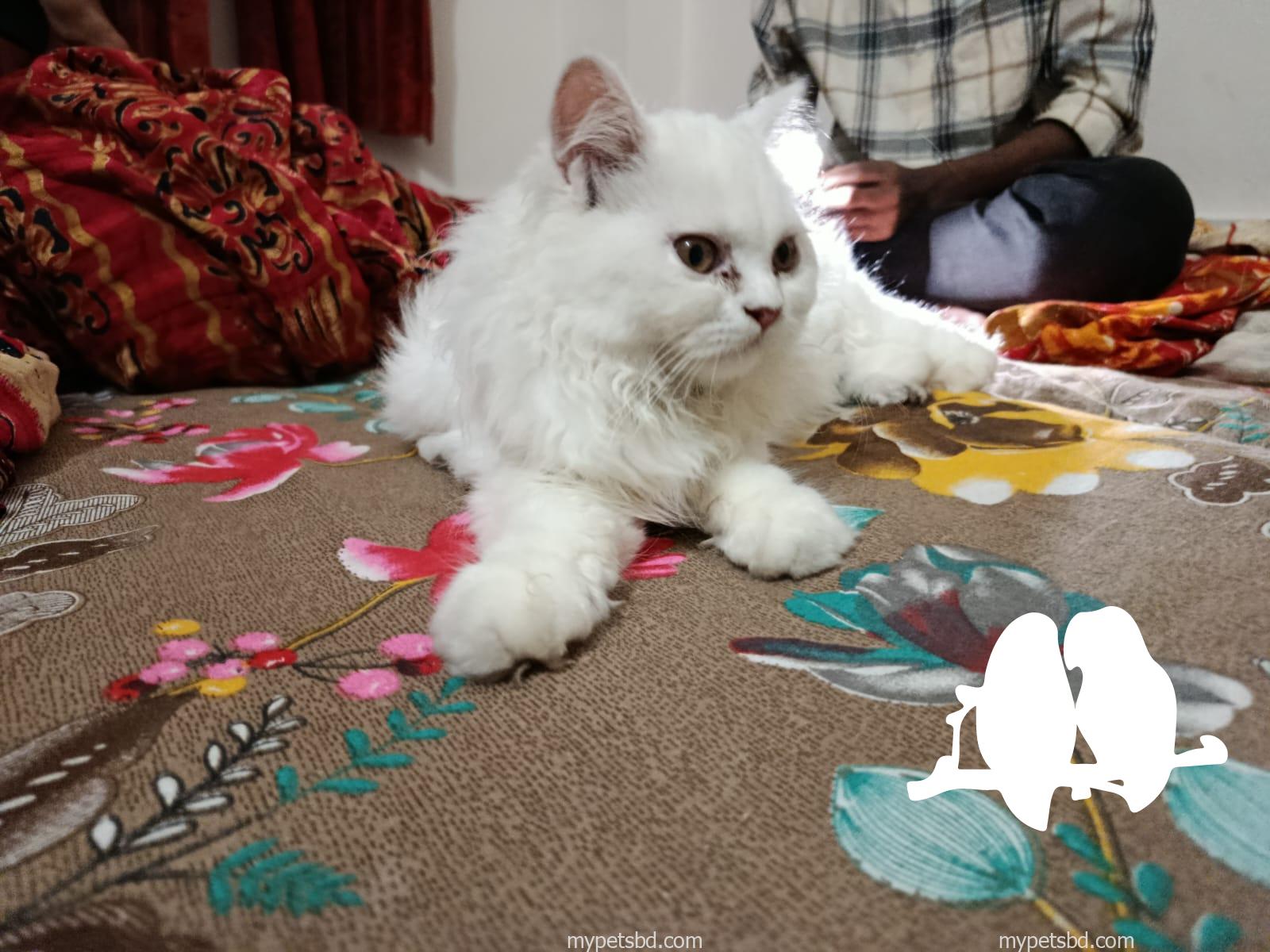 Percian cat