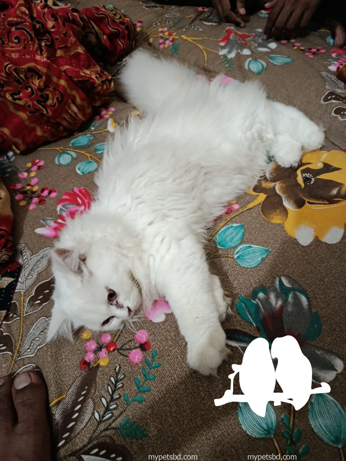 Persian cat