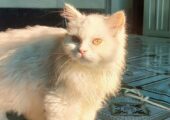 Persian cat