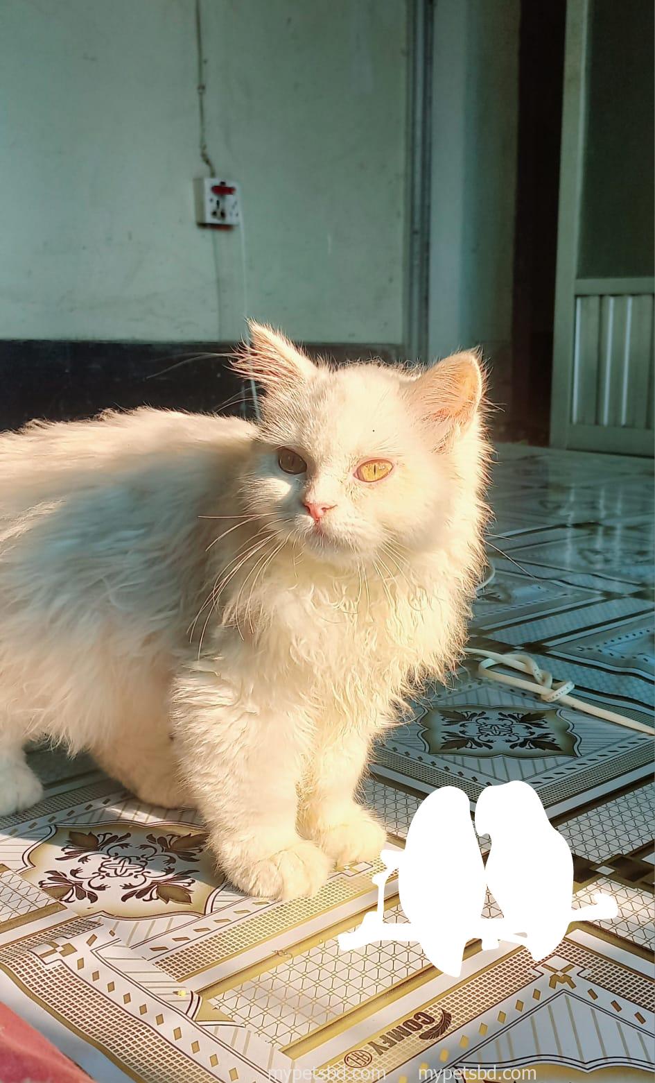 Persian cat