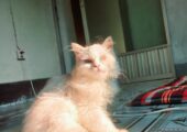 Persian cat