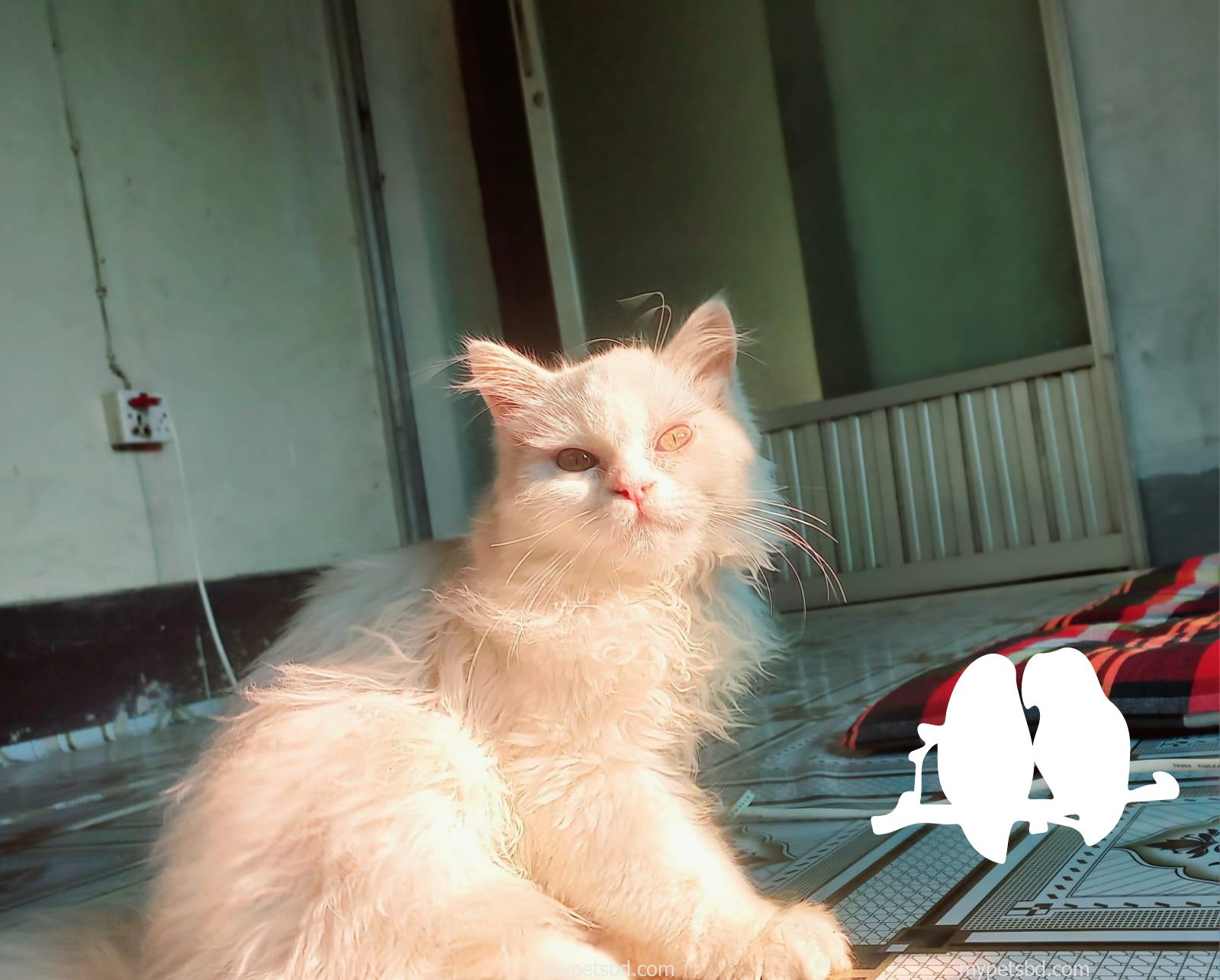 Persian cat