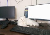 Percian cat