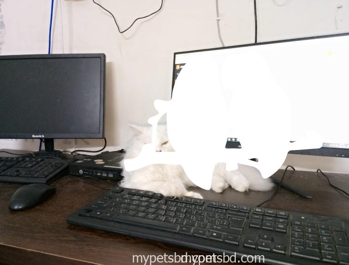 Percian cat
