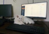 Percian cat