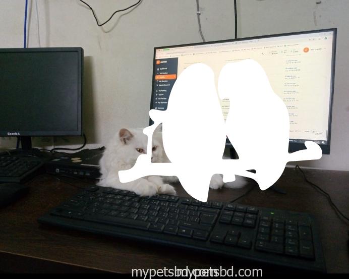 Percian cat