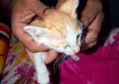 ২ মাসের ক্রস পার্সিয়ান কিটেন  ছেলে বিড়াল