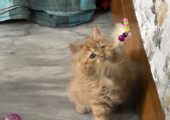 High Quality Traditional Persian Male kitten