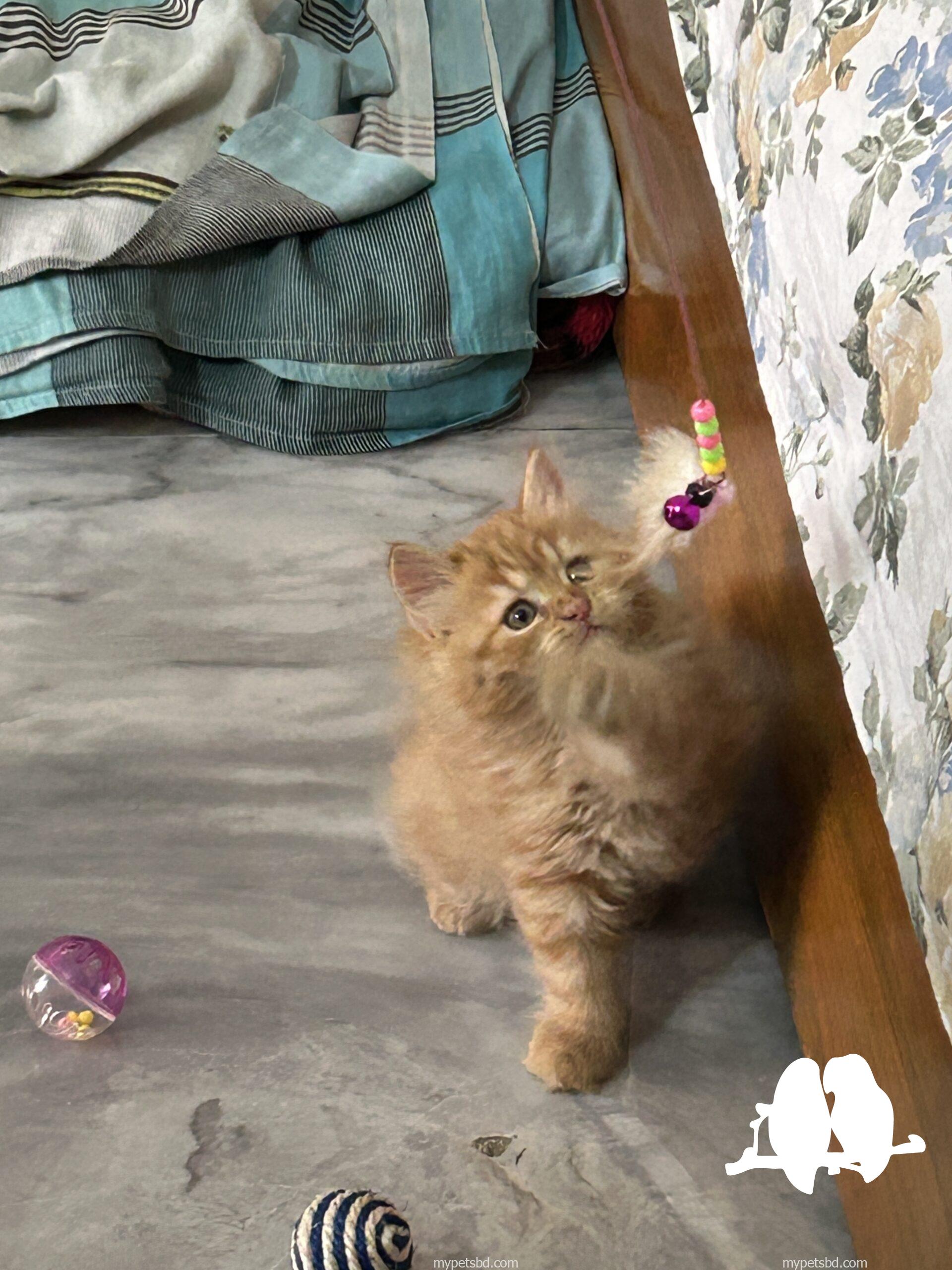 High Quality Traditional Persian Male kitten