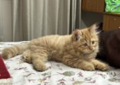 High Quality Traditional Persian Male kitten