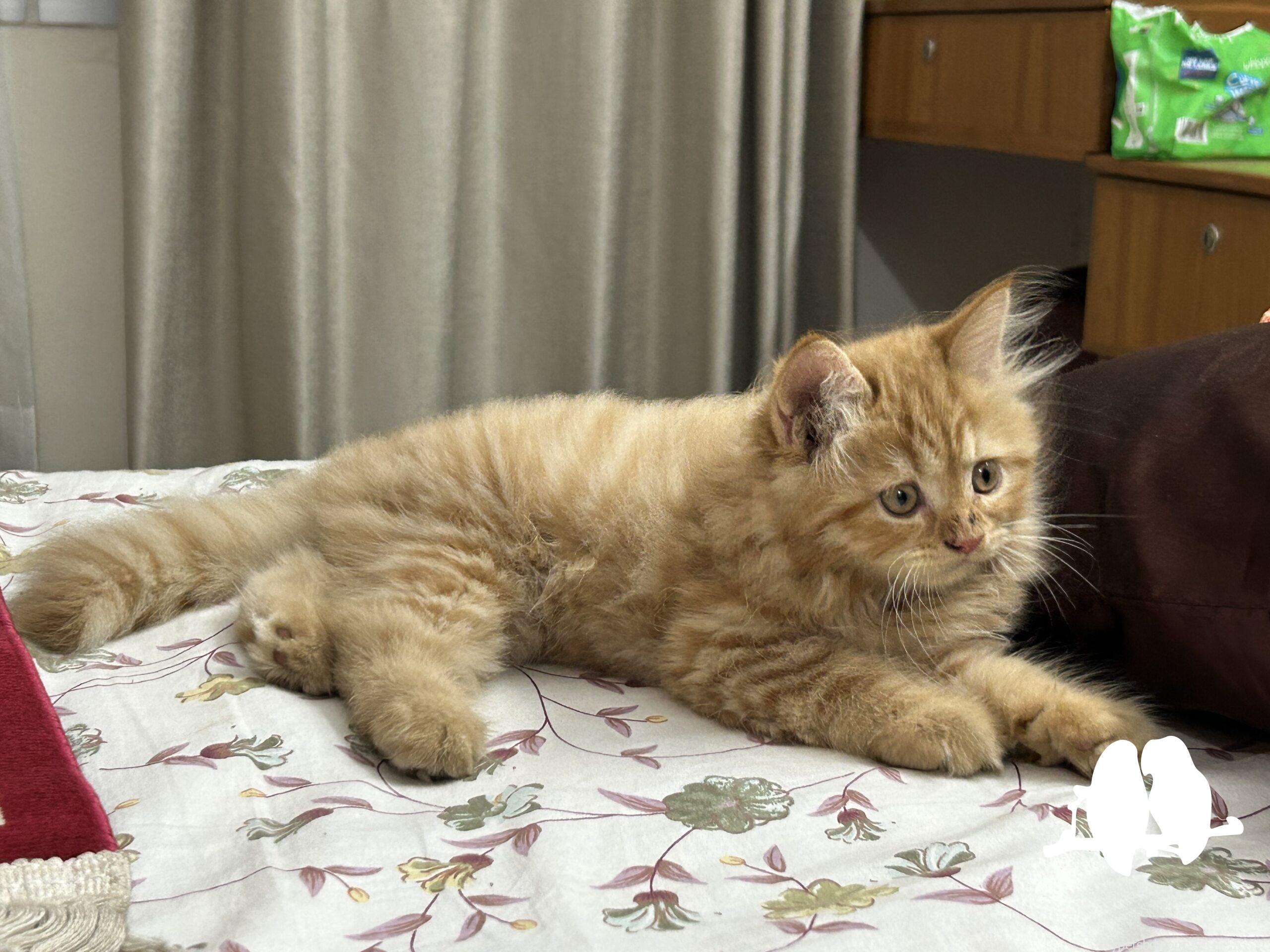 High Quality Traditional Persian Male kitten