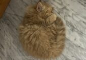 High Quality Traditional Persian Male kitten