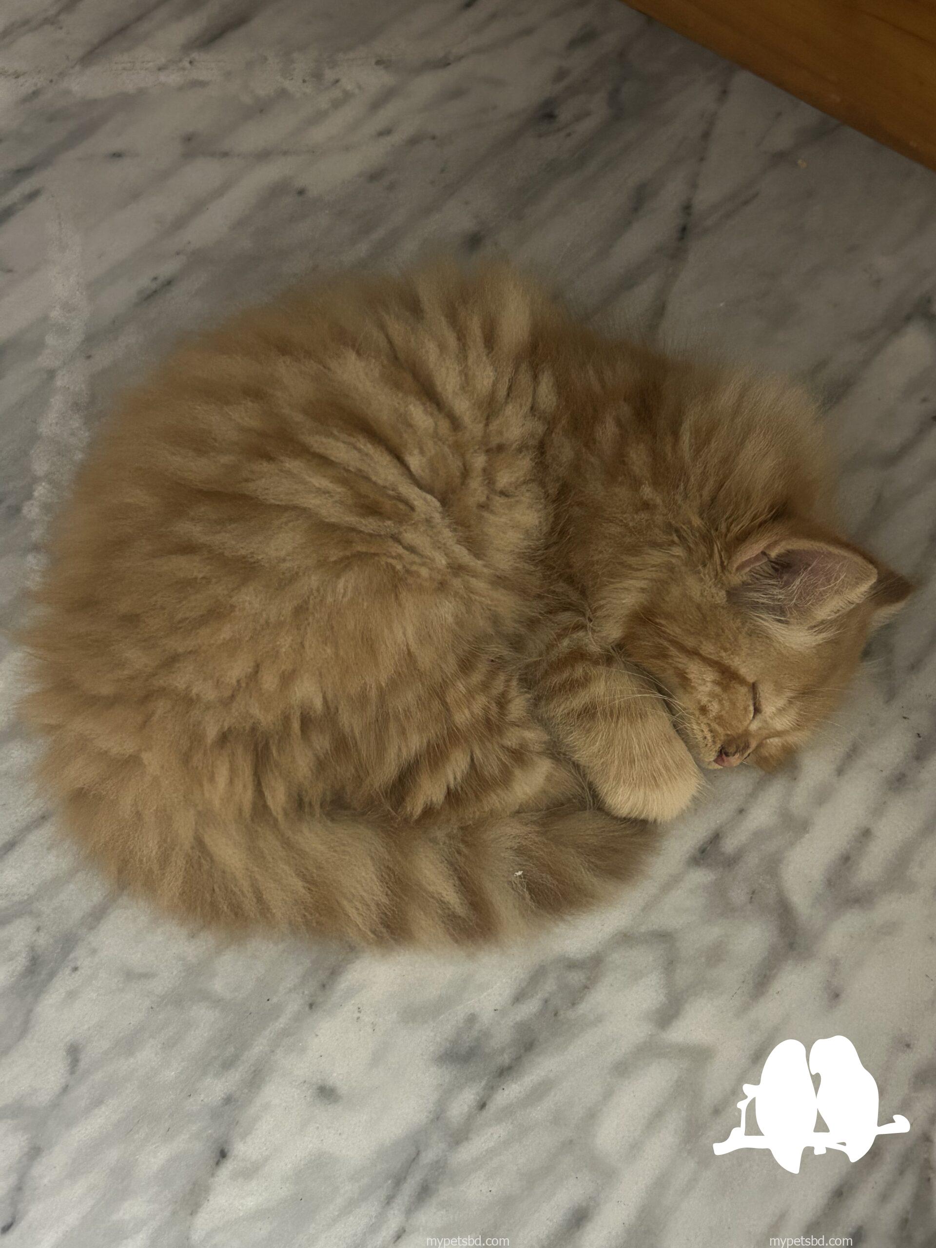 High Quality Traditional Persian Male kitten