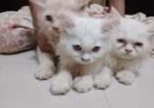 🌸🐾 প্রিমিয়াম পারসিয়ান বেবি ক্যাট বিক্রি হবে 🐾🌸