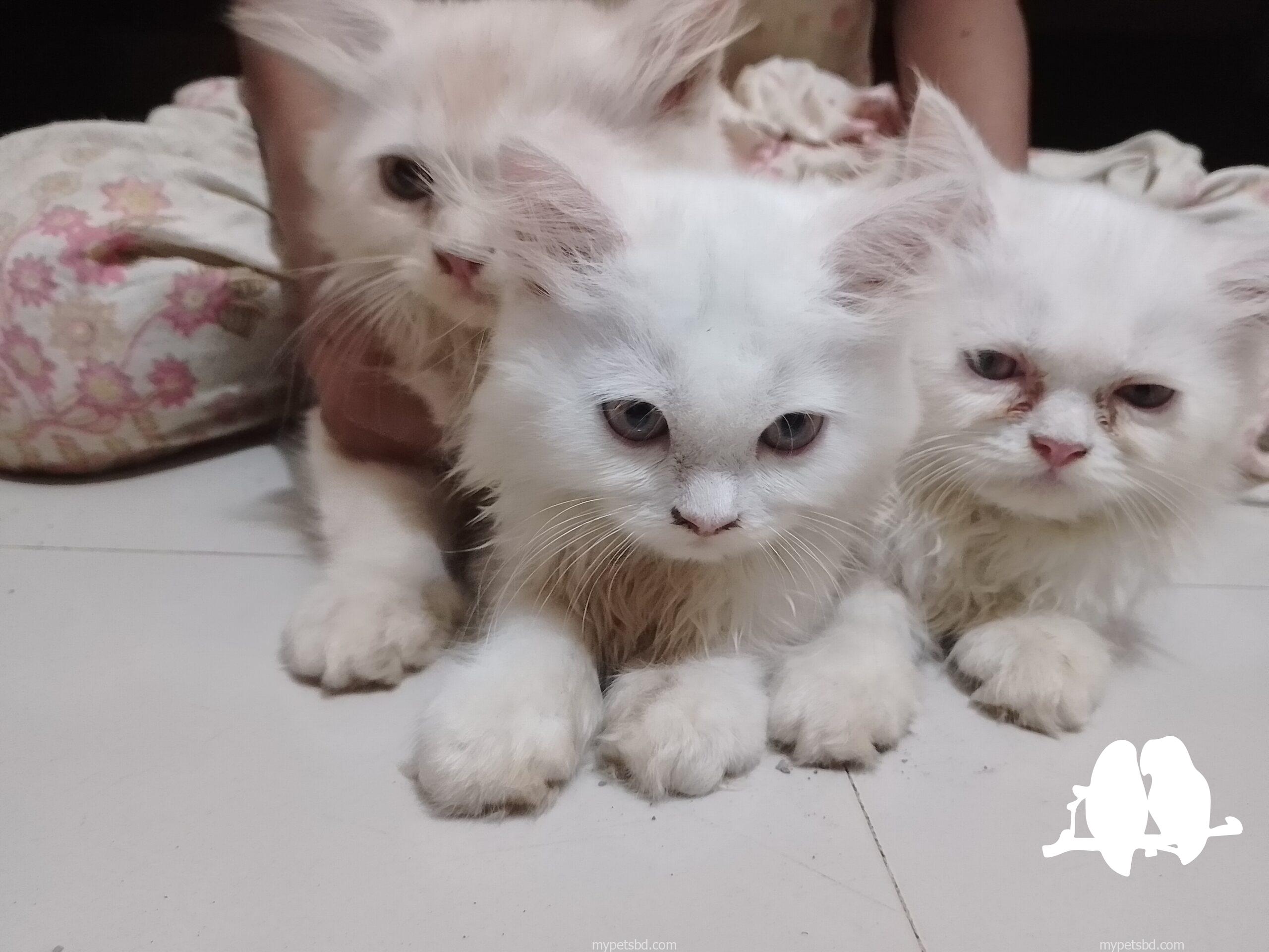 🌸🐾 প্রিমিয়াম পারসিয়ান বেবি ক্যাট বিক্রি হবে 🐾🌸