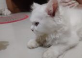 🌸🐾 প্রিমিয়াম পারসিয়ান বেবি ক্যাট বিক্রি হবে 🐾🌸