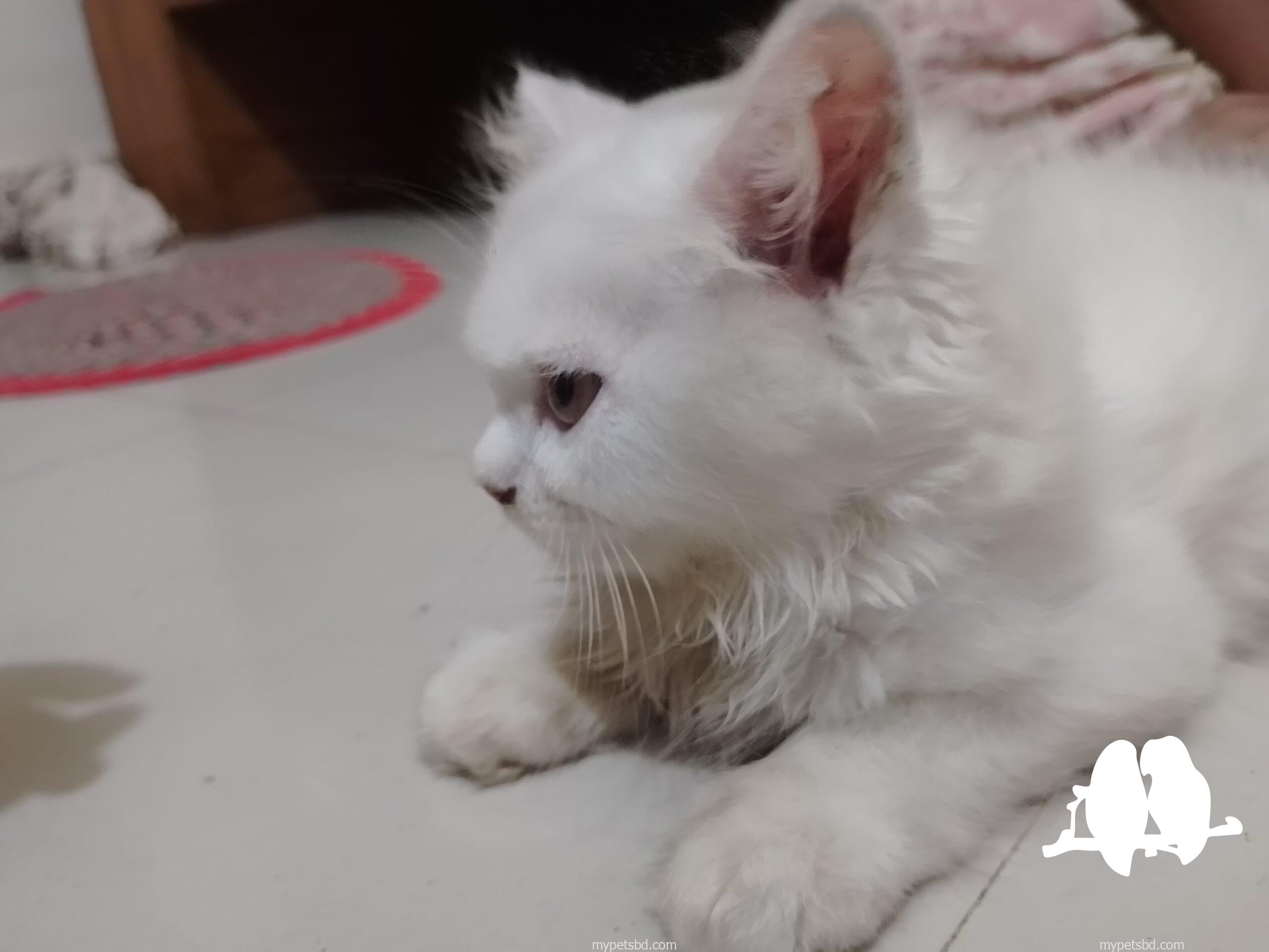 🌸🐾 প্রিমিয়াম পারসিয়ান বেবি ক্যাট বিক্রি হবে 🐾🌸