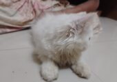 🌸🐾 প্রিমিয়াম পারসিয়ান বেবি ক্যাট বিক্রি হবে 🐾🌸