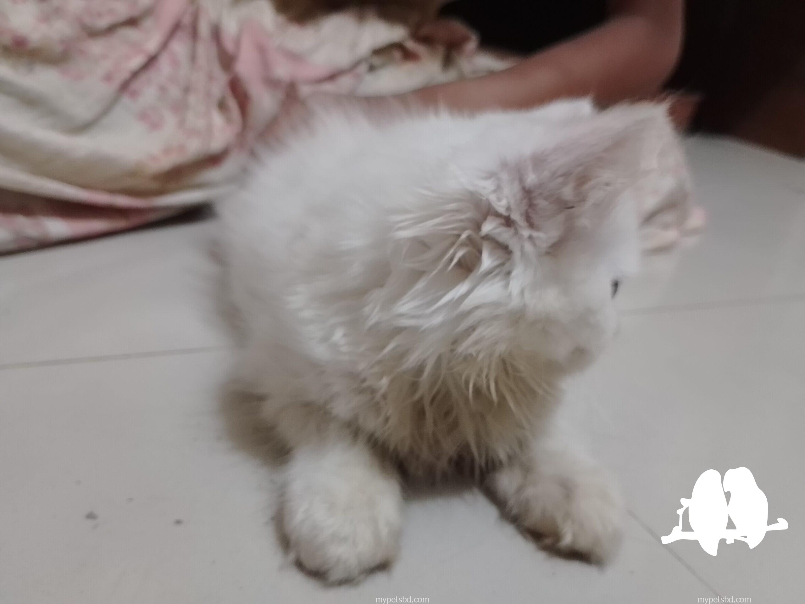 🌸🐾 প্রিমিয়াম পারসিয়ান বেবি ক্যাট বিক্রি হবে 🐾🌸