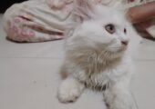 🌸🐾 প্রিমিয়াম পারসিয়ান বেবি ক্যাট বিক্রি হবে 🐾🌸