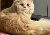 Long Coated Male adult Persian Cat