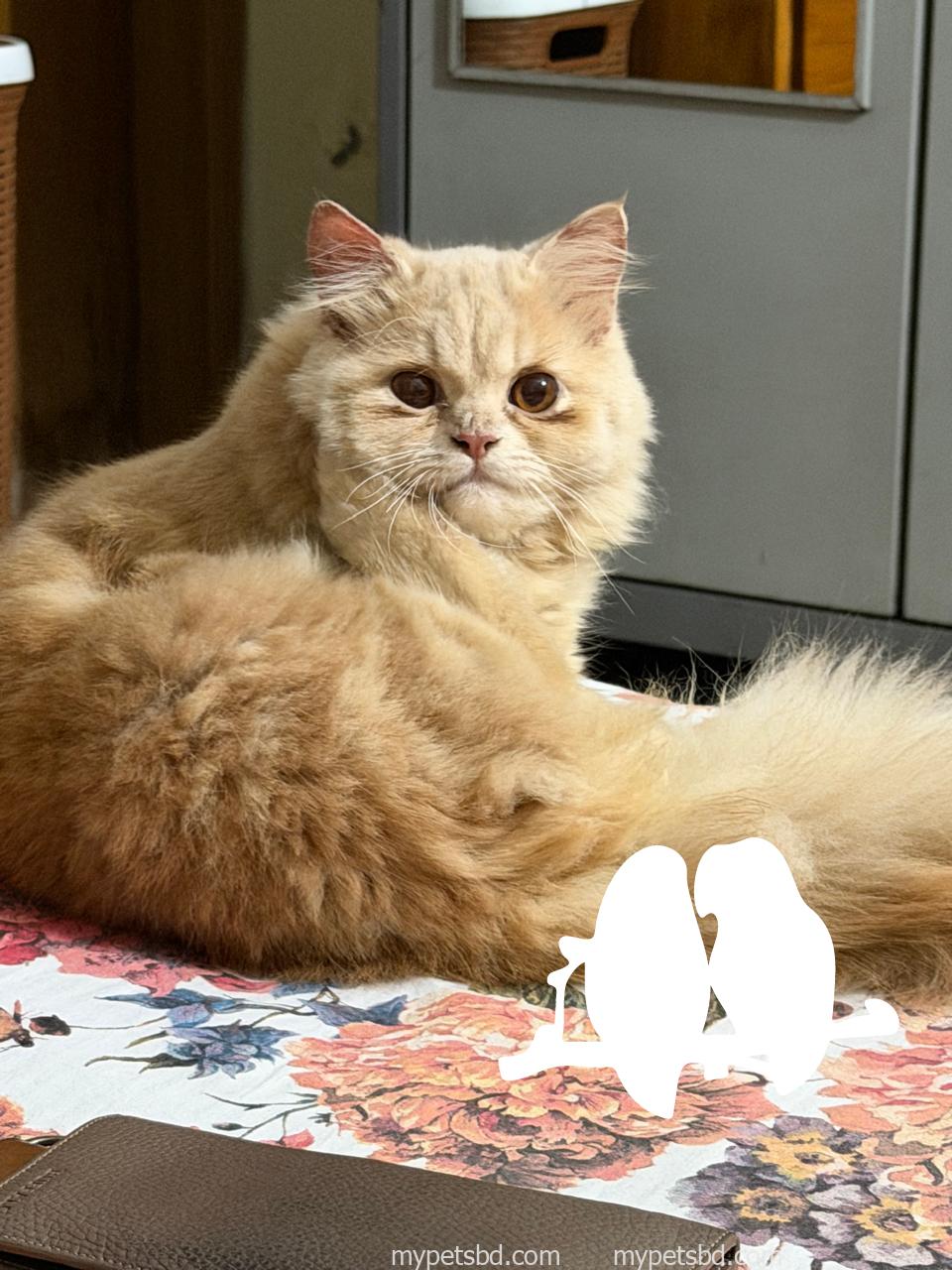 Long Coated Male adult Persian Cat