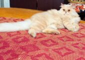 Long Coated Male adult Persian Cat