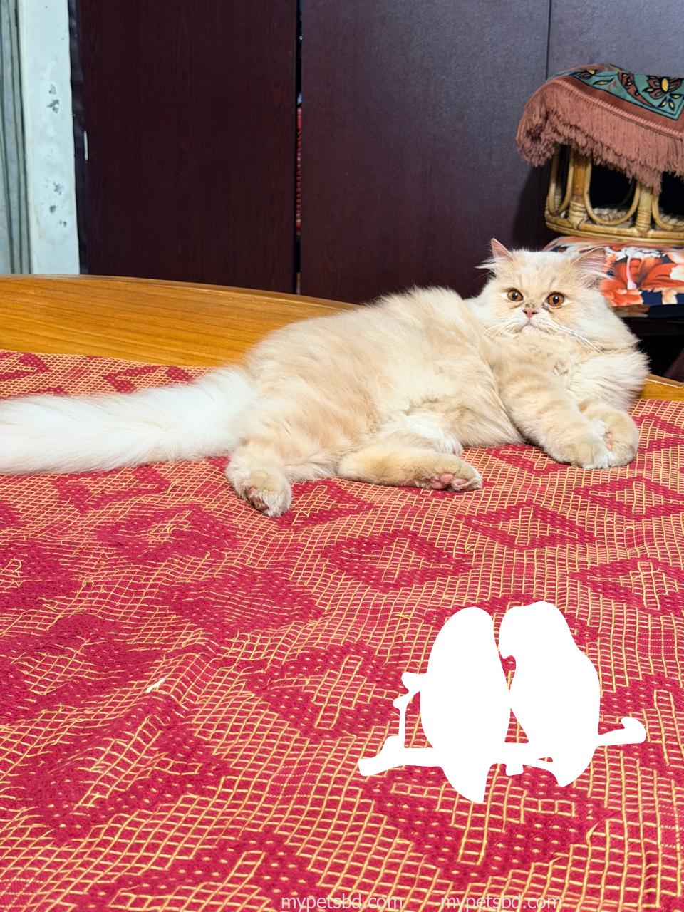 Long Coated Male adult Persian Cat