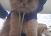 Long Coated Male adult Persian Cat