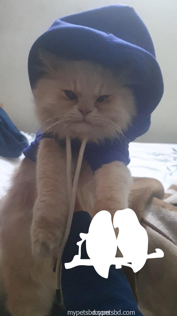 Long Coated Male adult Persian Cat