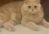 Long Coated Male adult Persian Cat