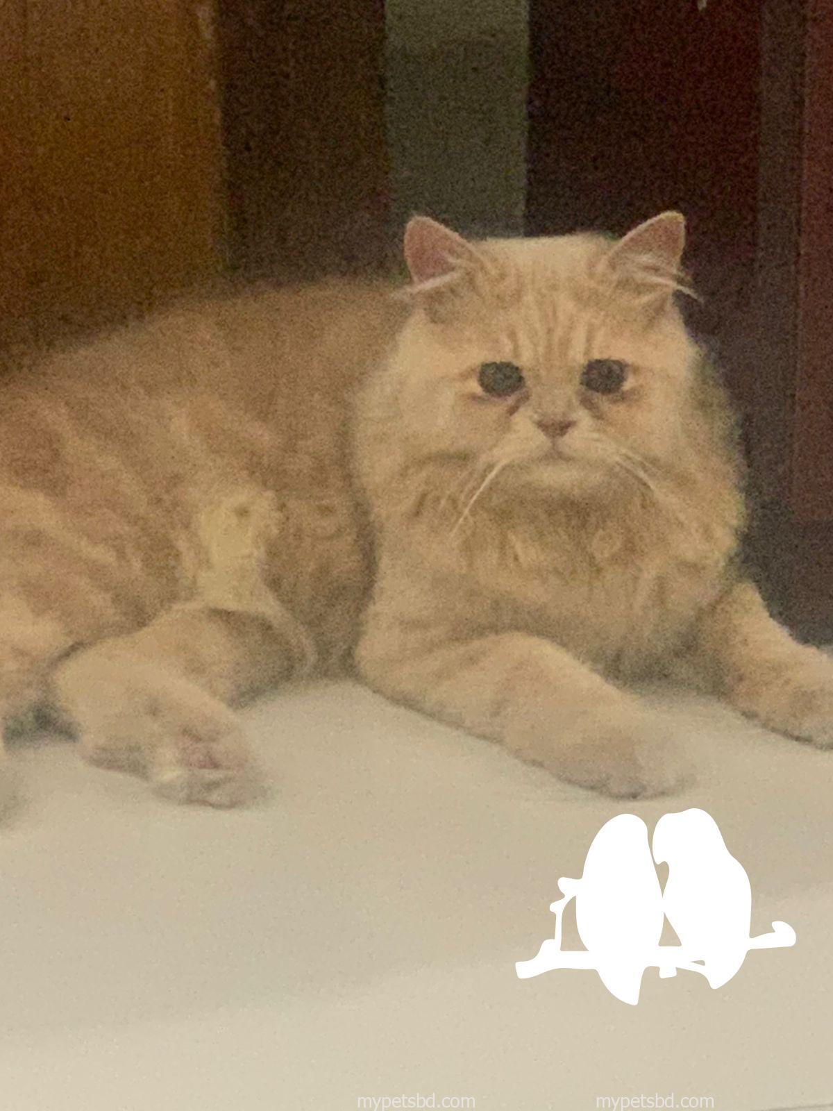 Long Coated Male adult Persian Cat