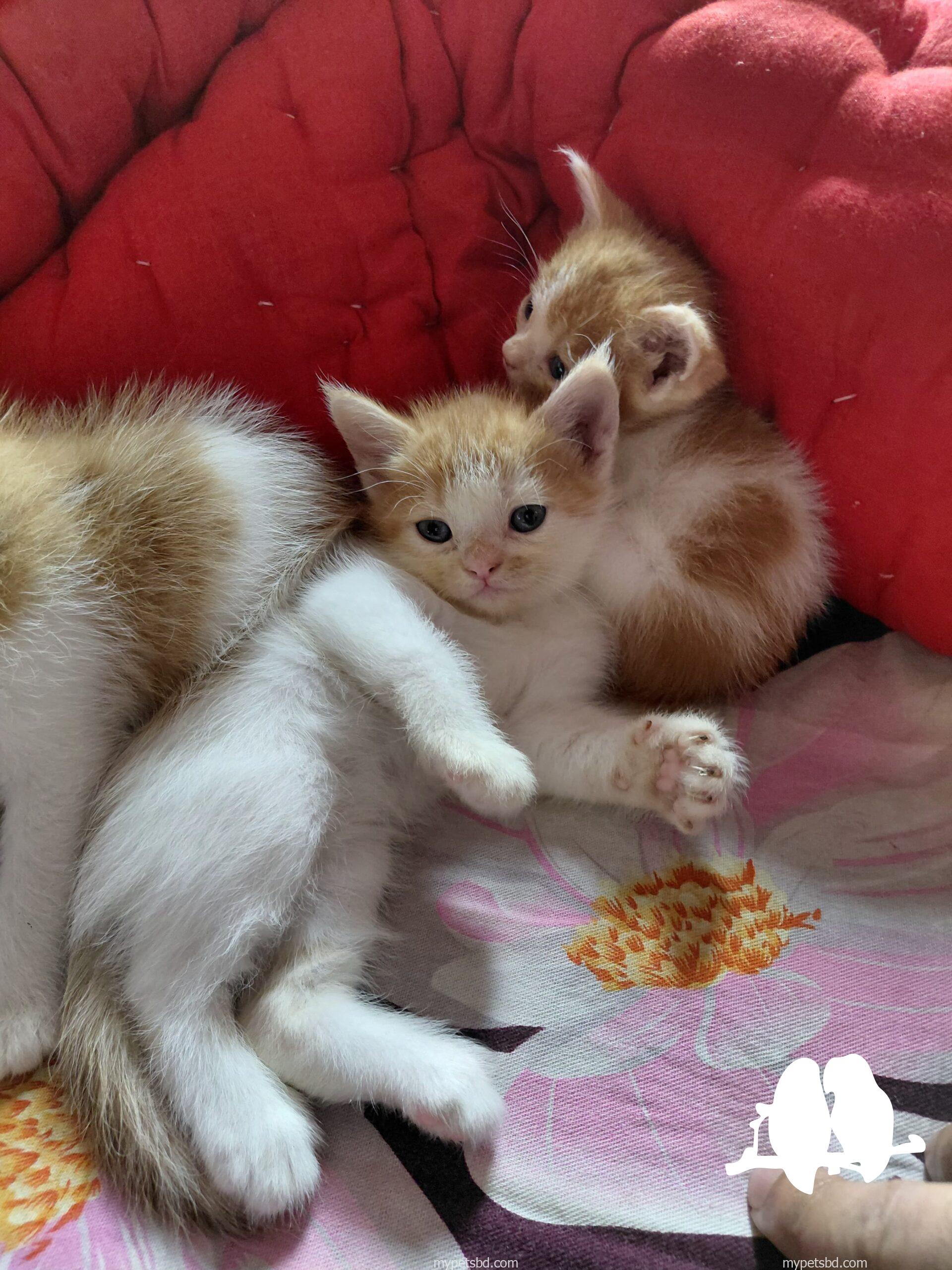 mix breed Persian cat 4 piece