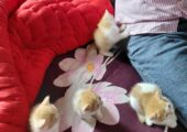 mix breed Persian cat 4 piece