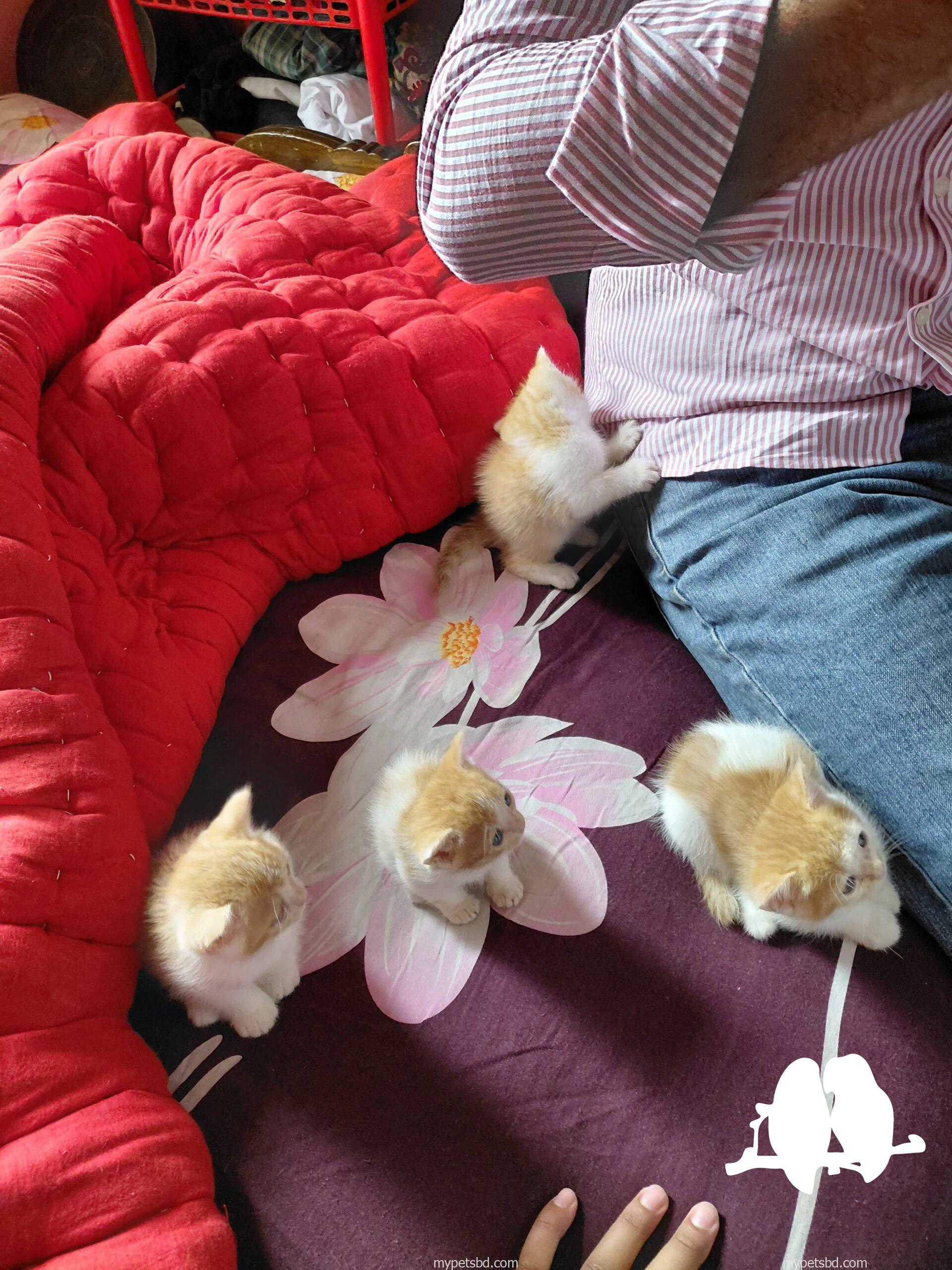 mix breed Persian cat 4 piece